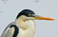 Cocoi Heron (Ardea cocoi) (28977964910).jpg