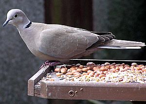 Collared.dove