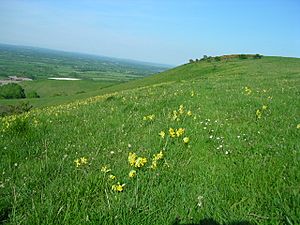 Cowslips on Firle escarpment.JPG