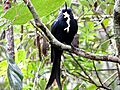 Crested drongo with a frog