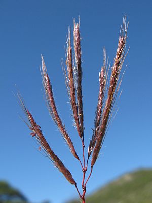 Dichanthium annulatum.jpg