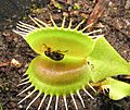 Dionaea Paria beetle