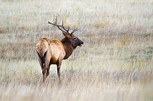Elk-Wapiti - Banff.jpg