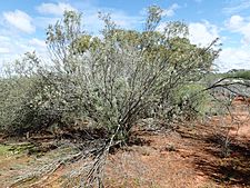 Eremophila youngii youngii (habit)