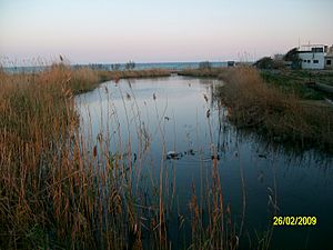 Estany de Puçol