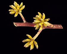 Eucalyptus agglomerata buds