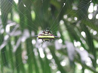 Gasteracantha fornicata