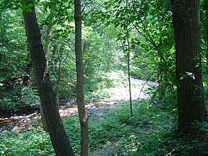 Glenfield Park Toney's Brook