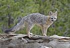 Gray Fox DSC6870.jpg