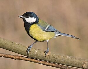 Great-Tit