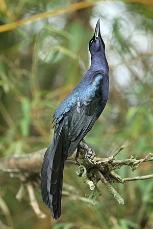 Great-tailed Grackle 2