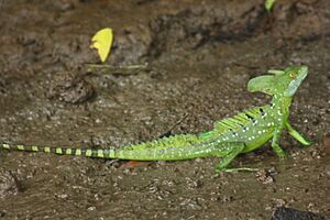 Green basilisk male