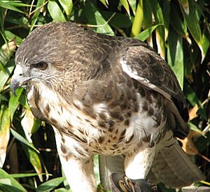 Hawaiian Hawk