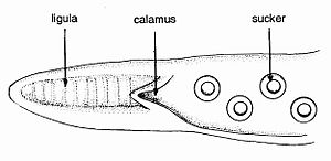 Hectocotylized arm of an octopod