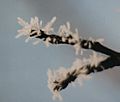 Hoar frost macro2