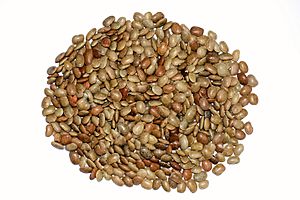 Horse Gram BNC.jpg