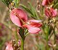 Indigofera hilaris, blom, a, Faerie Glen NR