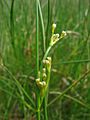 Juncus subnodulosus