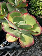 Kalanchoe luciae Flapjacks02ra