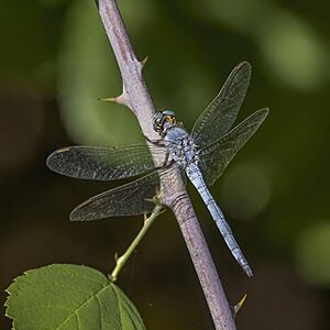 Keeled skimmer (Orthetrum coerulescens) male Cyprus 2.jpg