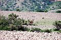 Kirthar park gazelle