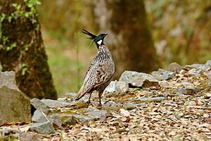 Koklass pheasant - Pangot 2018-05-15.jpg