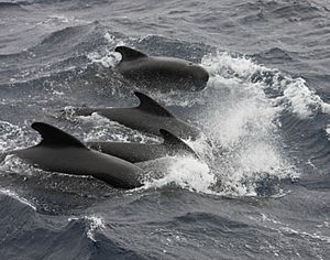 LF Pilot Whales Goban Spur