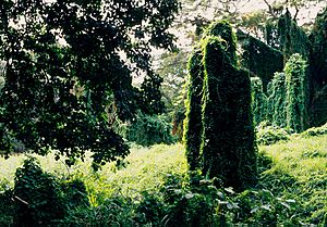 La Habana, plantas (1983) 03