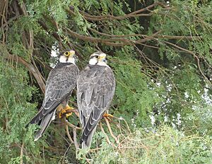 Laggar Falcon pair