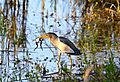 Little bittern (Ixobrychus minutus)