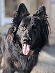 Long haired German Sheppard