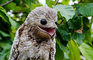 Mãe-da-lua-gigante (Nyctibius grandis)