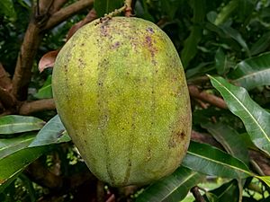 Mango Saint Julian.jpg