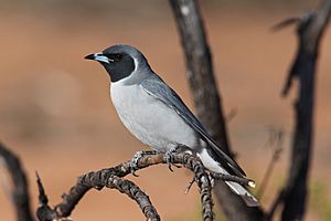 Masked Woodswallow (15993399881).jpg