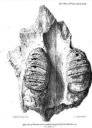 Mastodon jaw Crawfurd expedition