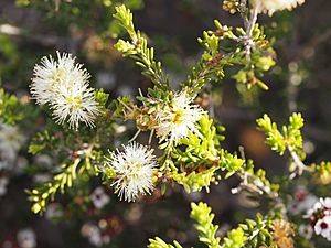 Melaleuca bracteosa (foliage and flowers).JPG