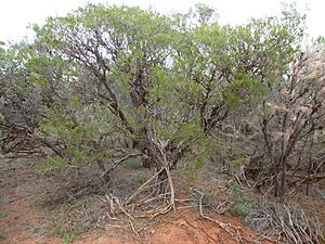 Melaleuca delta (habit).JPG