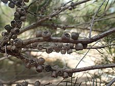 Melaleuca trichostachya fruit