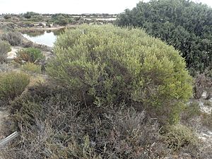 Melaleuca zeteticorum habit.jpg