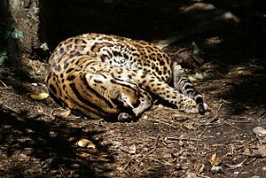 Ocelot at Cincinnati Zoo