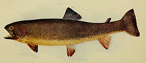 Oncorhynchus clarkii bouvieri 1904