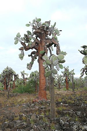 Opuntia echios 3.jpg