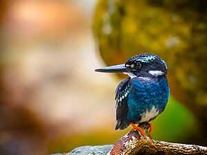 PHILIPPINE SILVERY KINGFISHER.jpg