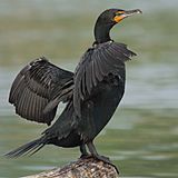 Phalacrocorax-auritus-007.jpg