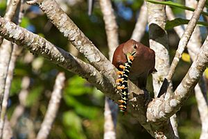 Piaya cayana -Belize -eating a caterpillar-8