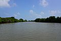 Pichavaram Mangrove Forest