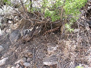 Pima Canyon Trail Gila Monster