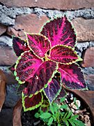 Plectranthus scutellarioides-Coleus 04