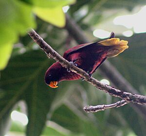 Pohnpei Lorikeet.jpg