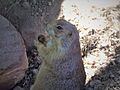 Prairie dog at the zoo